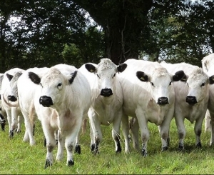 british white cattle e1575284637885