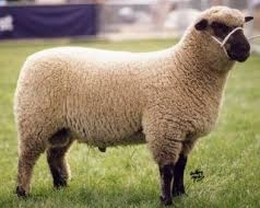 shropshire sheep e1575285958939